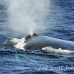 whale_humpback_h_00847_dom2964.jpg